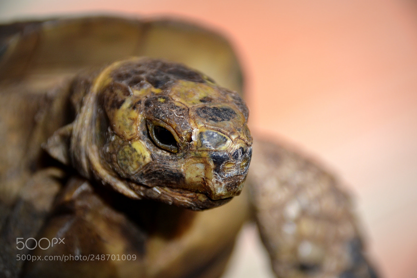 Nikon D3100 sample photo. La tortue est la photography