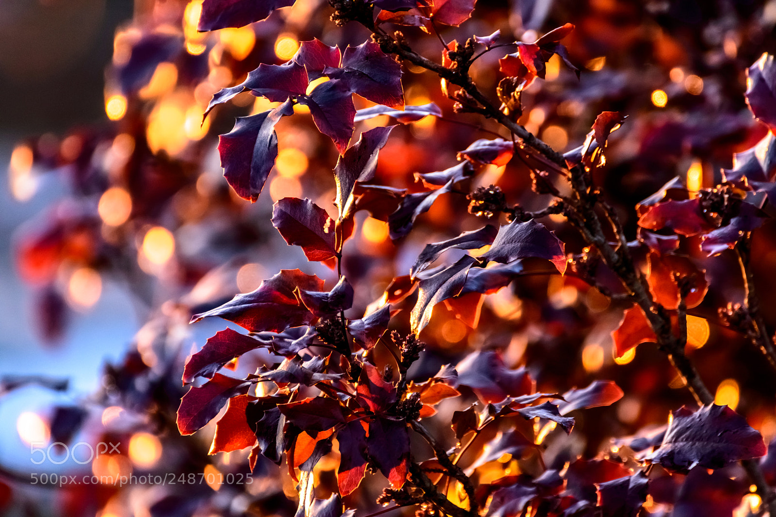 Nikon D3400 sample photo. The sunlight photography