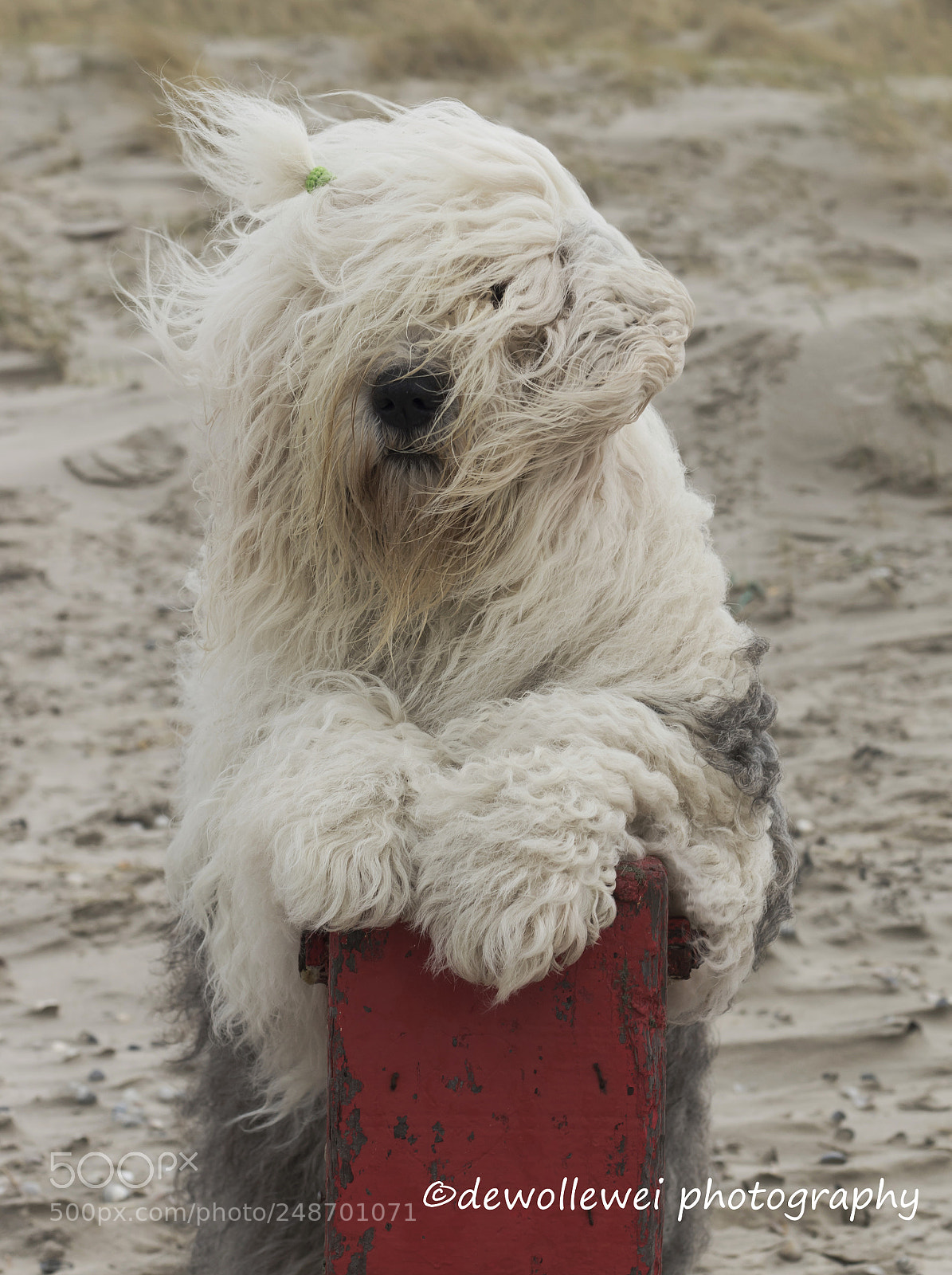 Canon EOS 7D Mark II sample photo. Looks like the weekend photography