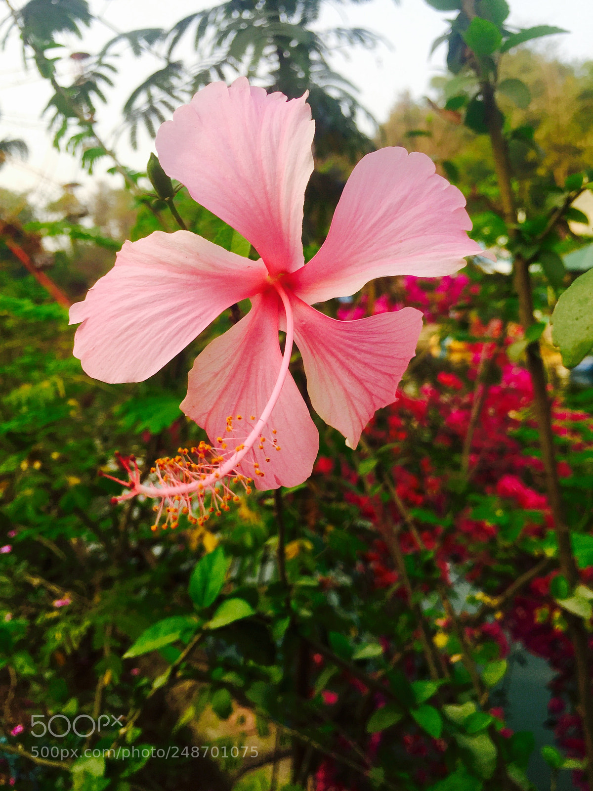Apple iPhone 6 sample photo. Divine hibiscus........ photography
