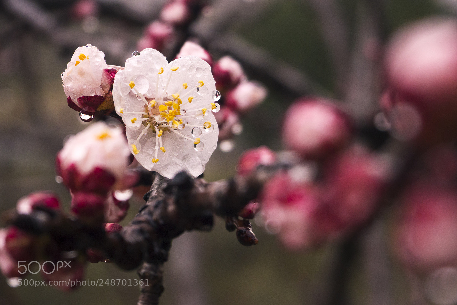 Olympus OM-D E-M10 II sample photo. Flor de ciruelo photography