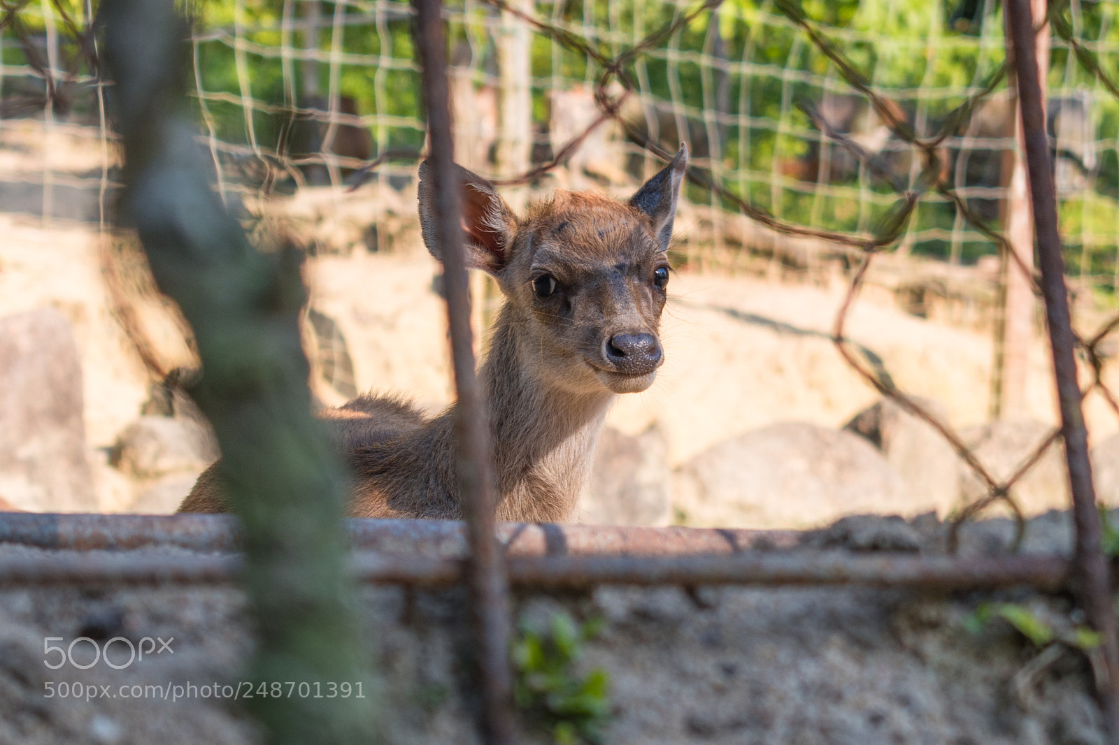 Nikon D5500 sample photo. Oh deer photography