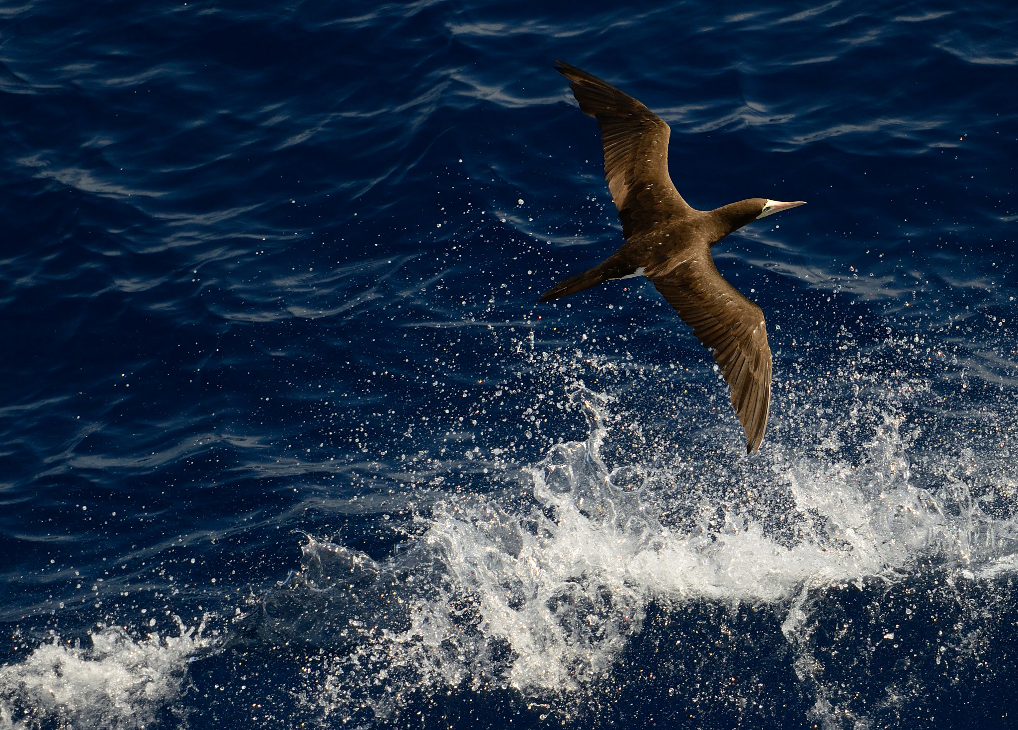 Nikon D800E sample photo. Bow wave gliding photography