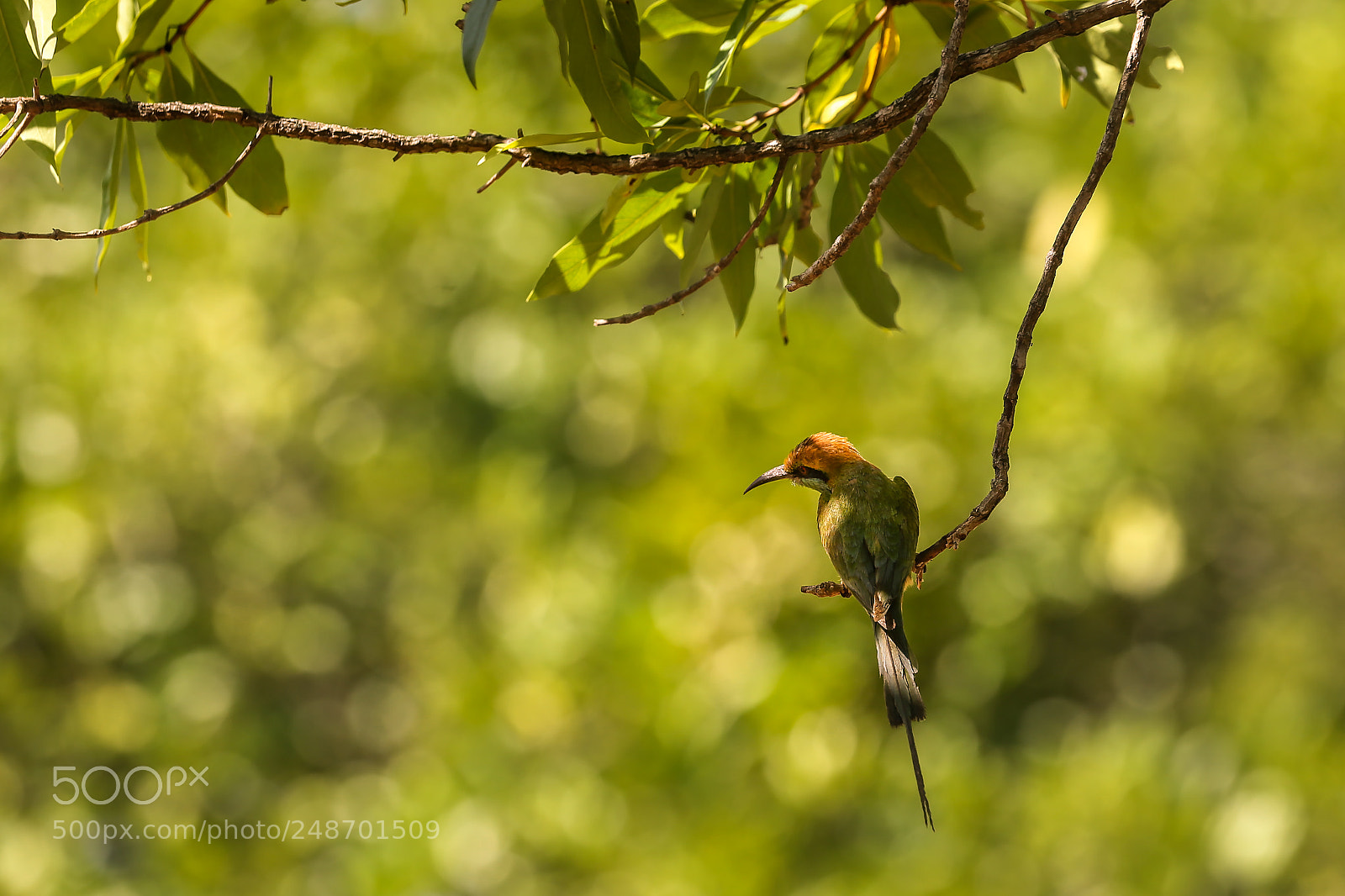 Canon EOS-1D X sample photo. Bird on a branch photography