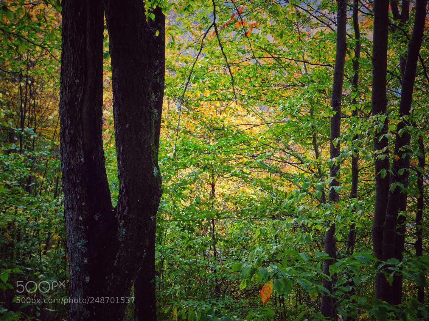 Nikon Coolpix B500 sample photo. Green forest photography