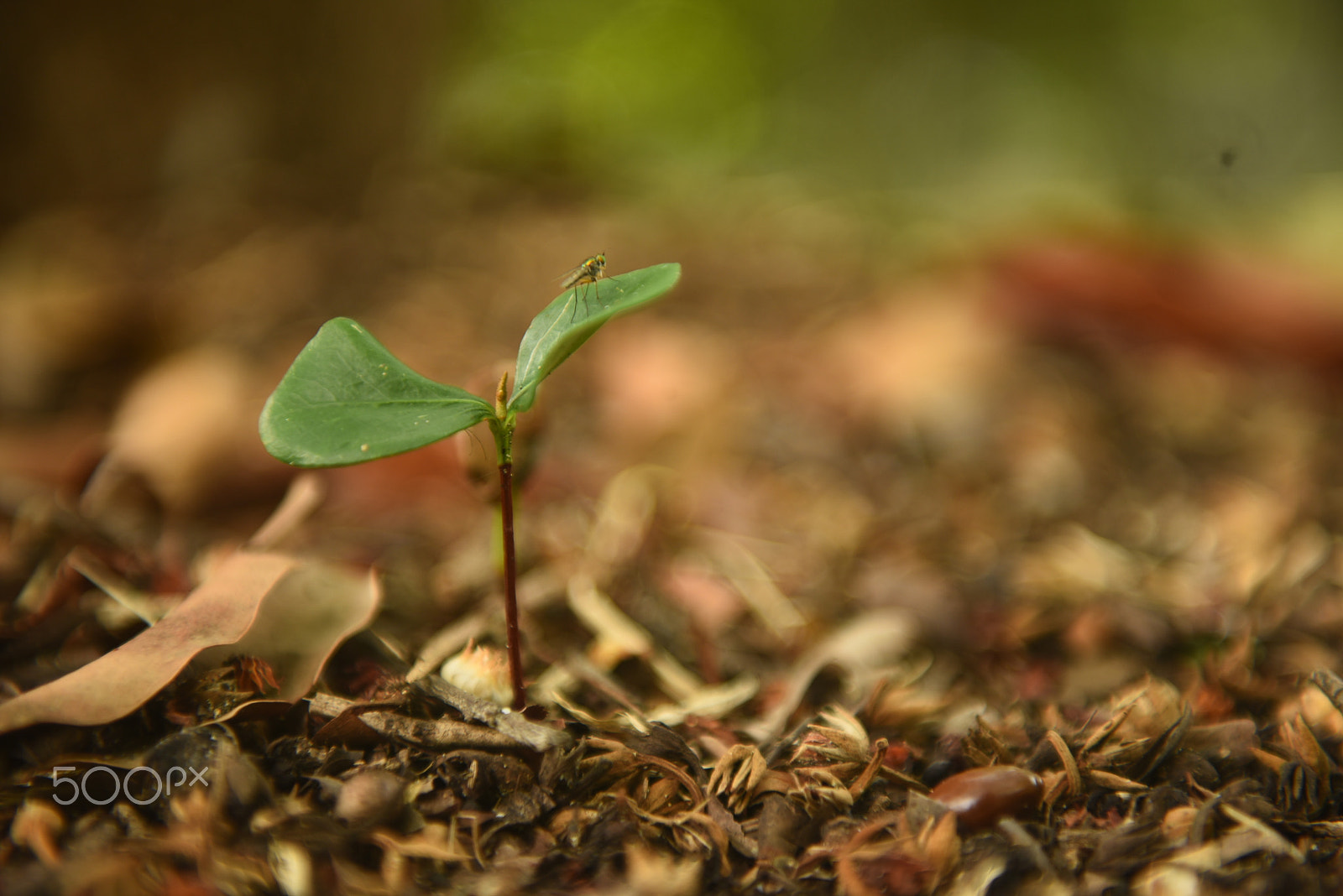 Nikon AF-S Nikkor 24-70mm F2.8G ED sample photo. Bean seedling just beginning to open and growing ( photography