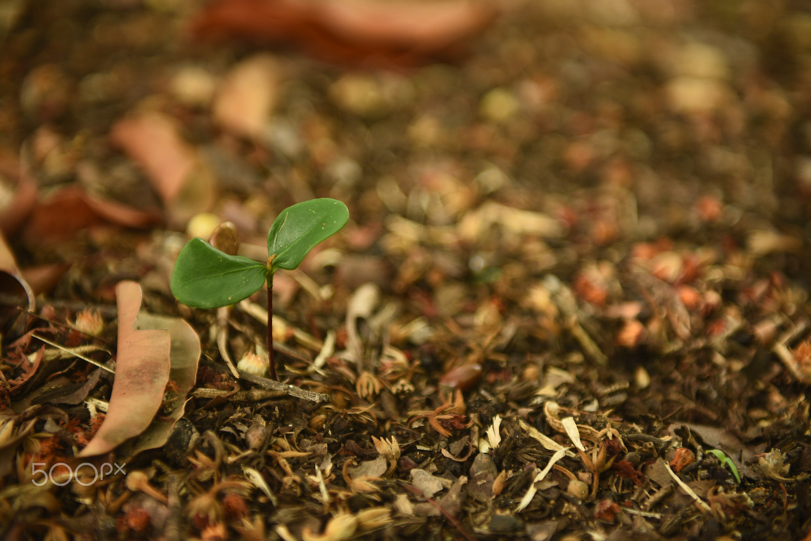 Nikon AF-S Nikkor 24-70mm F2.8G ED sample photo. Bean seedling just beginning to open and growing ( photography