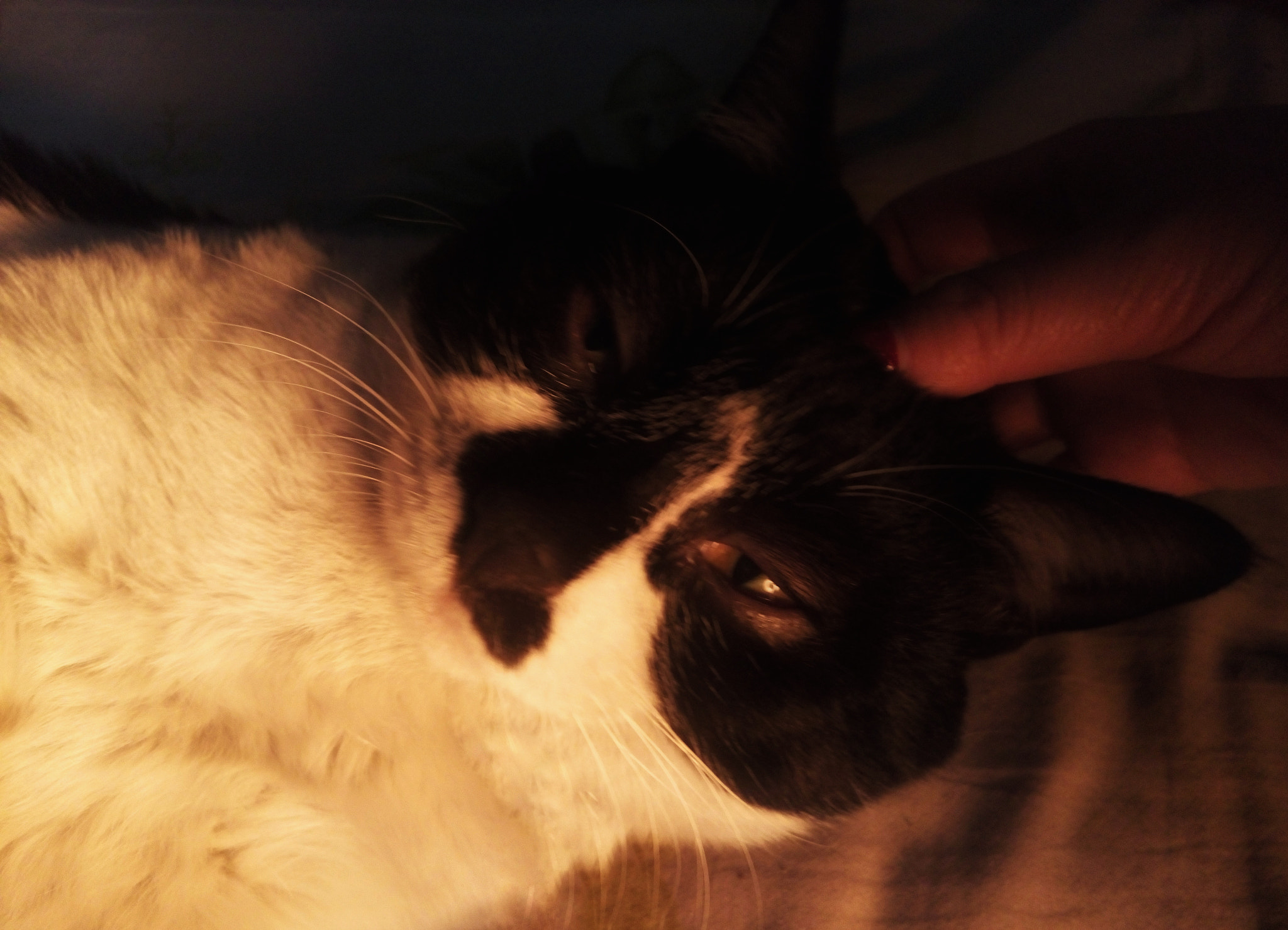Meizu MX5 sample photo. Cat photography
