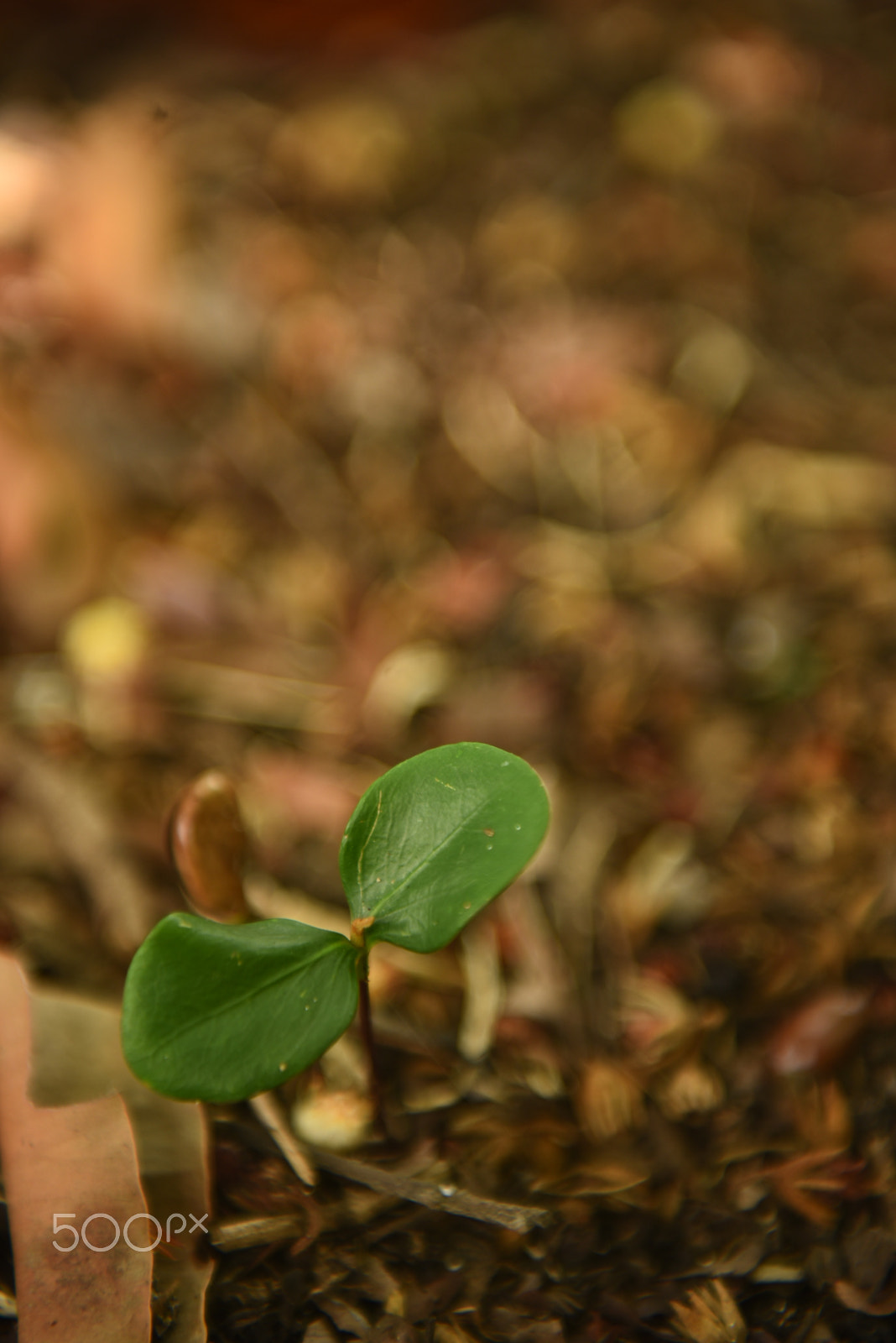 Nikon AF-S Nikkor 24-70mm F2.8G ED sample photo. Bean seedling just beginning to open and growing ( photography