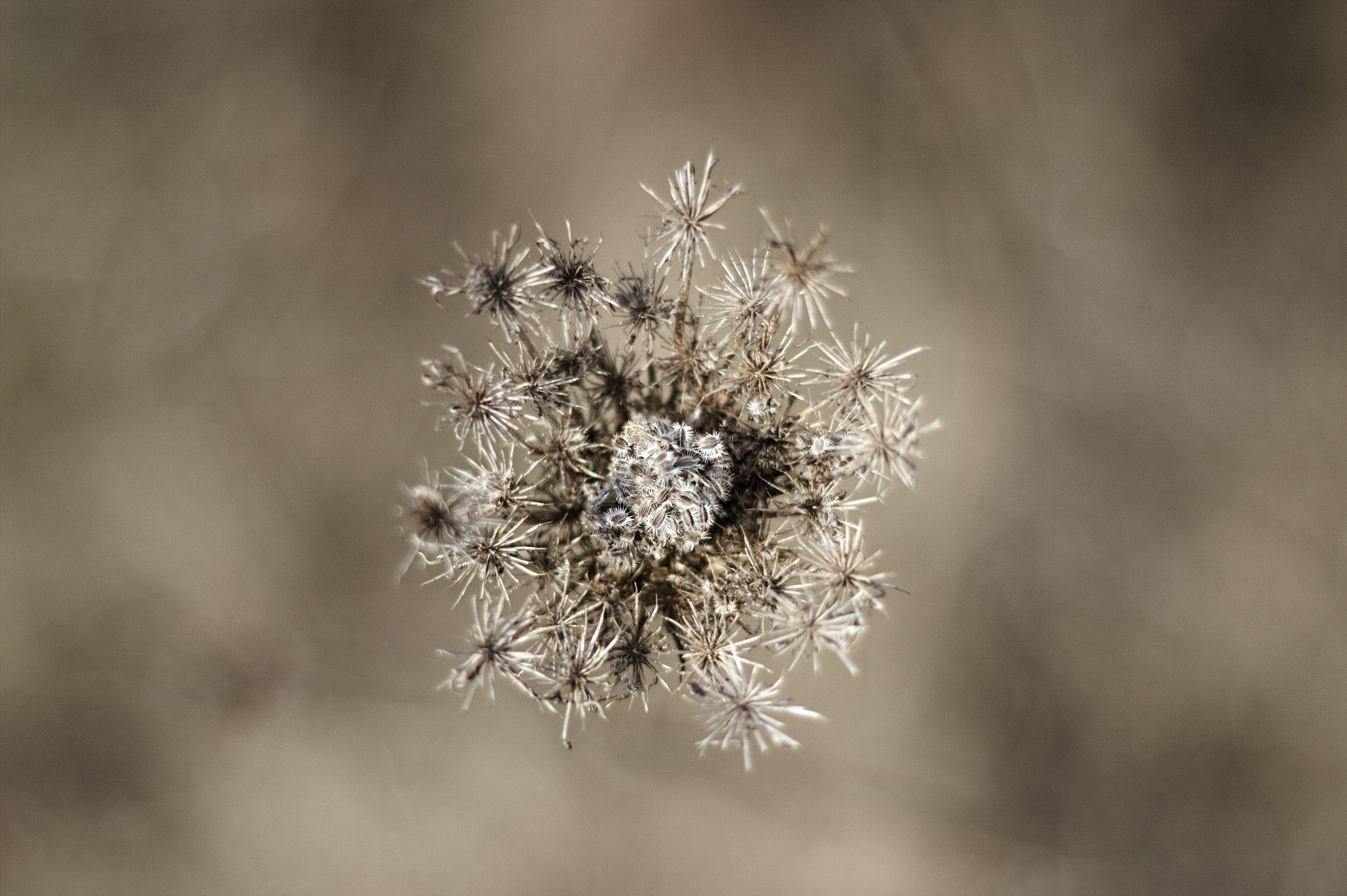 Canon EOS 600D (Rebel EOS T3i / EOS Kiss X5) sample photo. Achillea photography