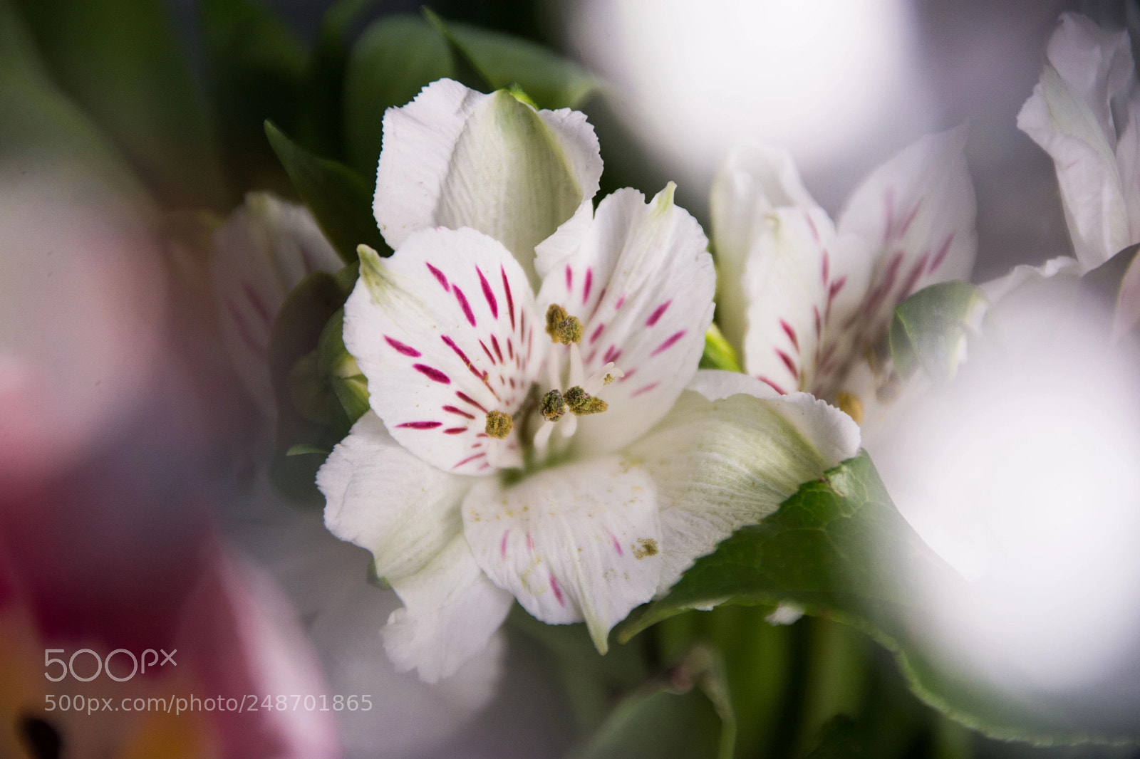 Nikon D7200 sample photo. Spring photography