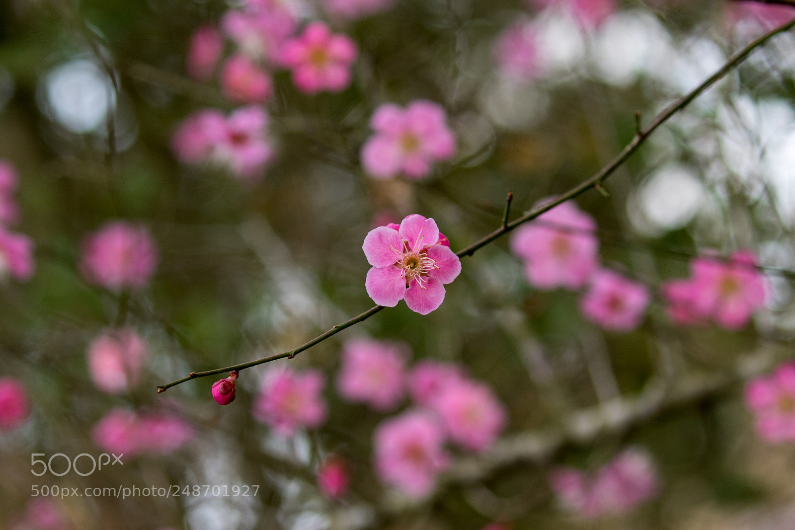 Canon EOS 7D Mark II sample photo. Pink photography
