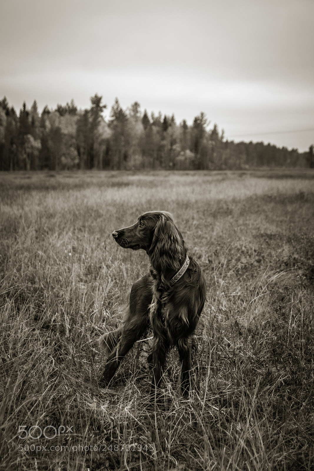 Nikon D5600 sample photo. Alvar photography