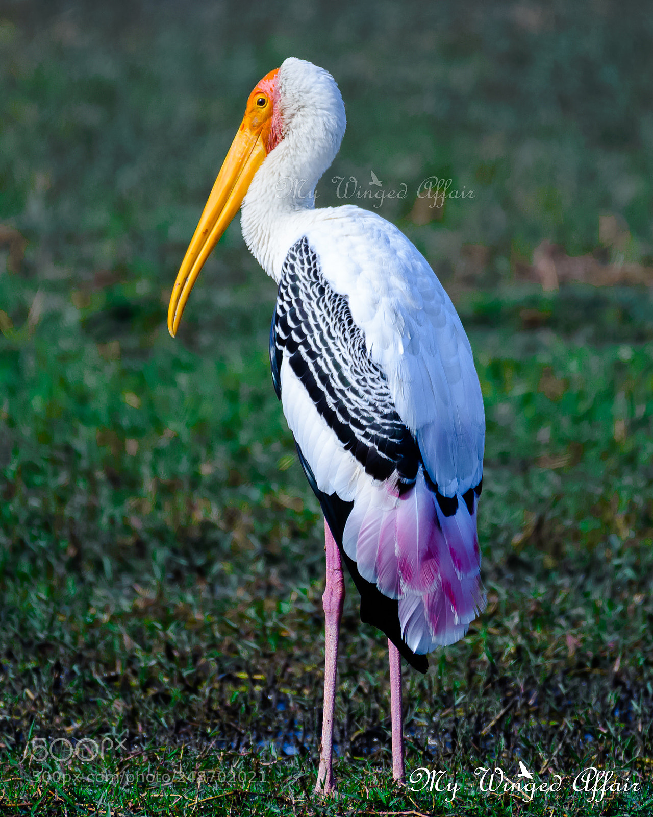 Nikon D610 sample photo. Painted stork photography