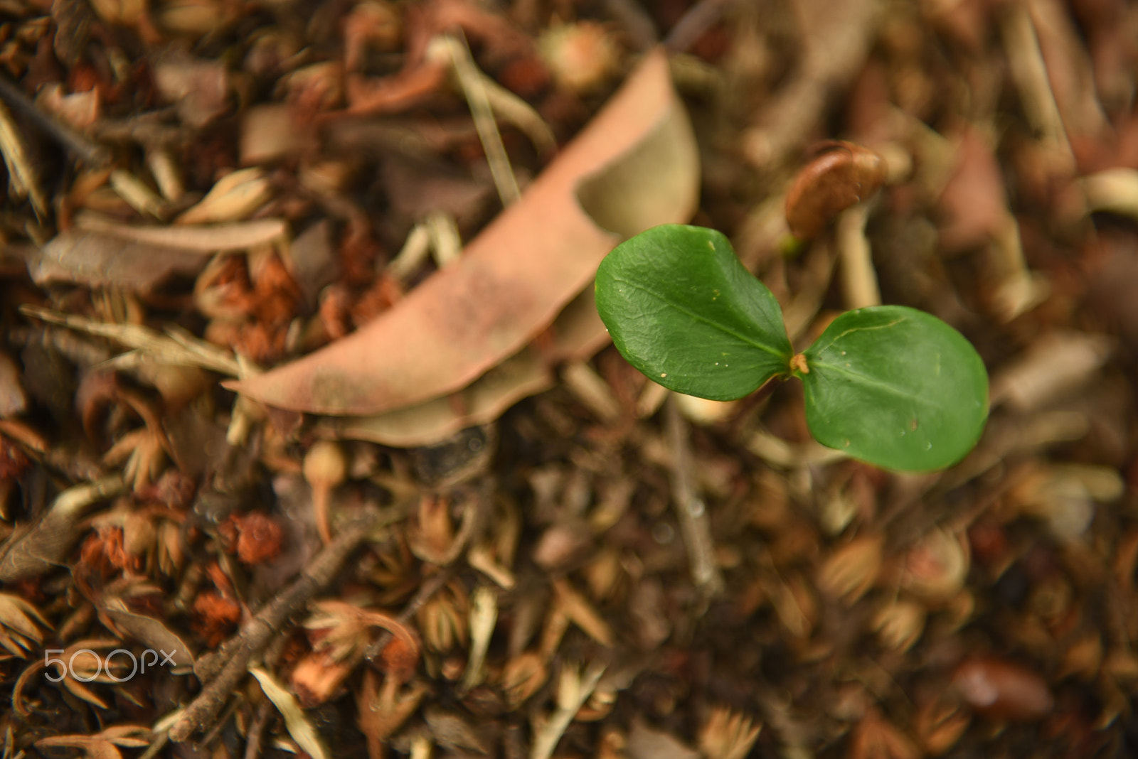 Nikon AF-S Nikkor 24-70mm F2.8G ED sample photo. Bean seedling just beginning to open and growing ( photography