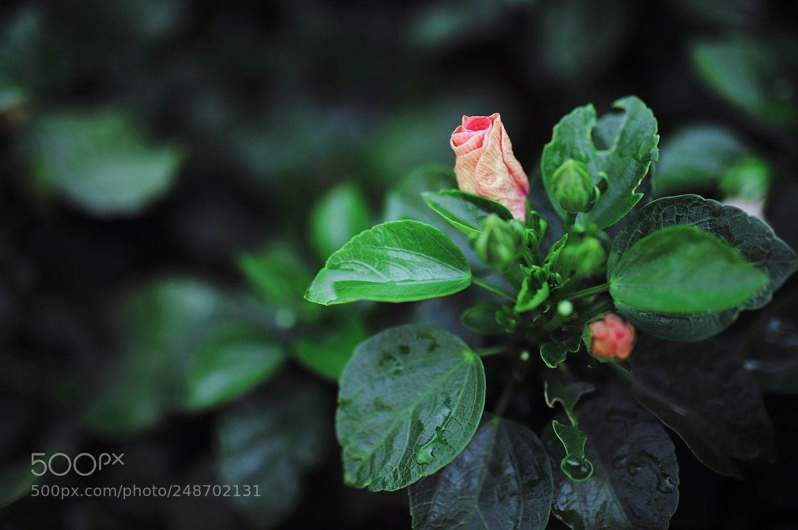 Canon EOS 6D Mark II sample photo. Rose photography
