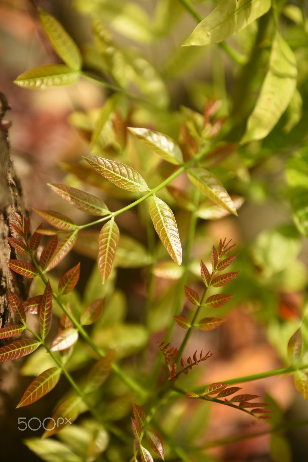 Nikon AF-S Nikkor 24-70mm F2.8G ED sample photo. Spring branch with new leaves photography