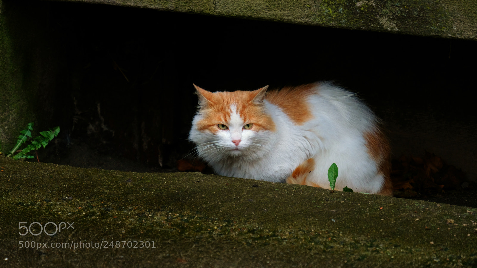 Fujifilm X-T20 sample photo. Hiding cat photography