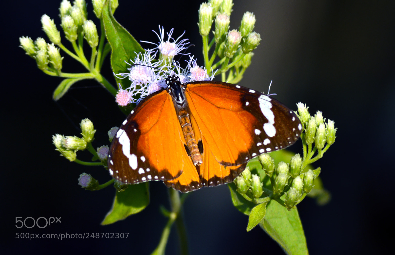 Nikon D7200 sample photo. Plain tiger - male photography