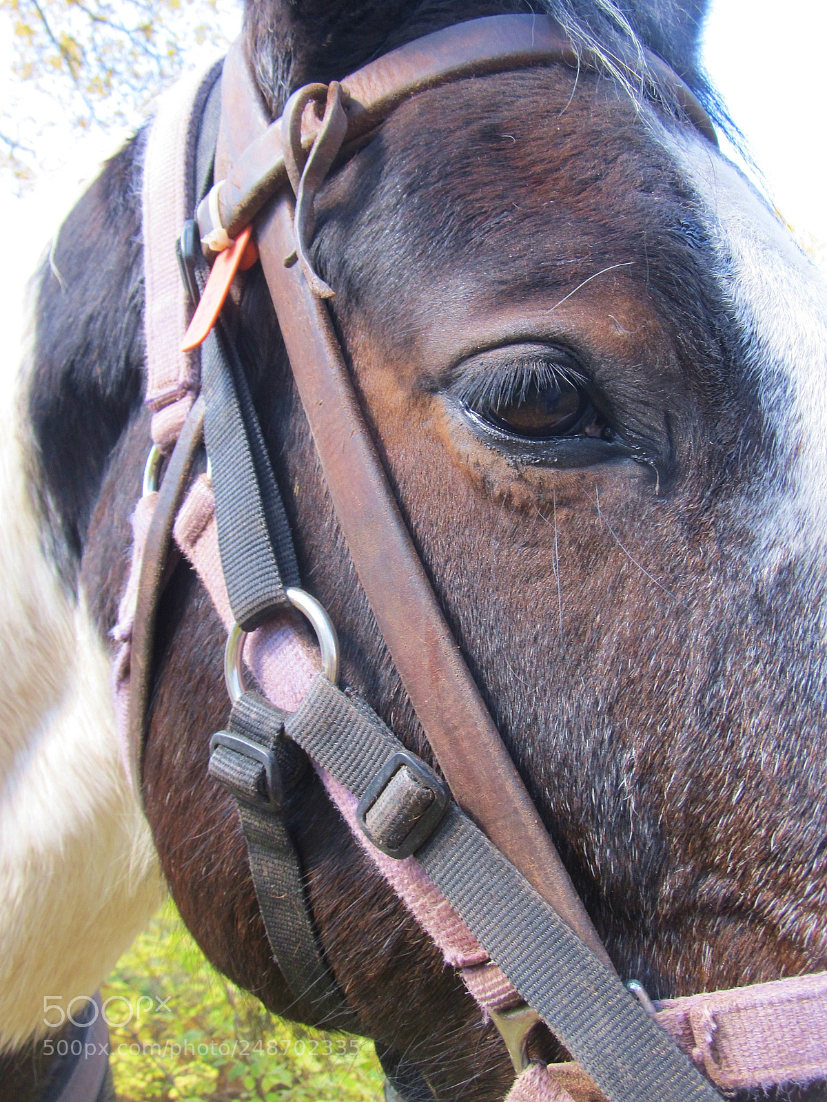 Canon PowerShot SX130 IS sample photo. Mel's horse photography