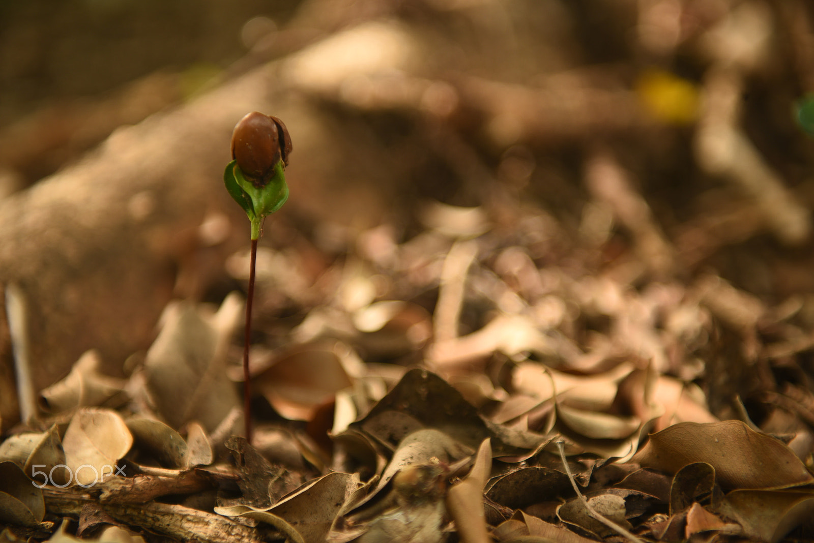 Nikon AF-S Nikkor 24-70mm F2.8G ED sample photo. Bean seedling just beginning to open and growing ( photography