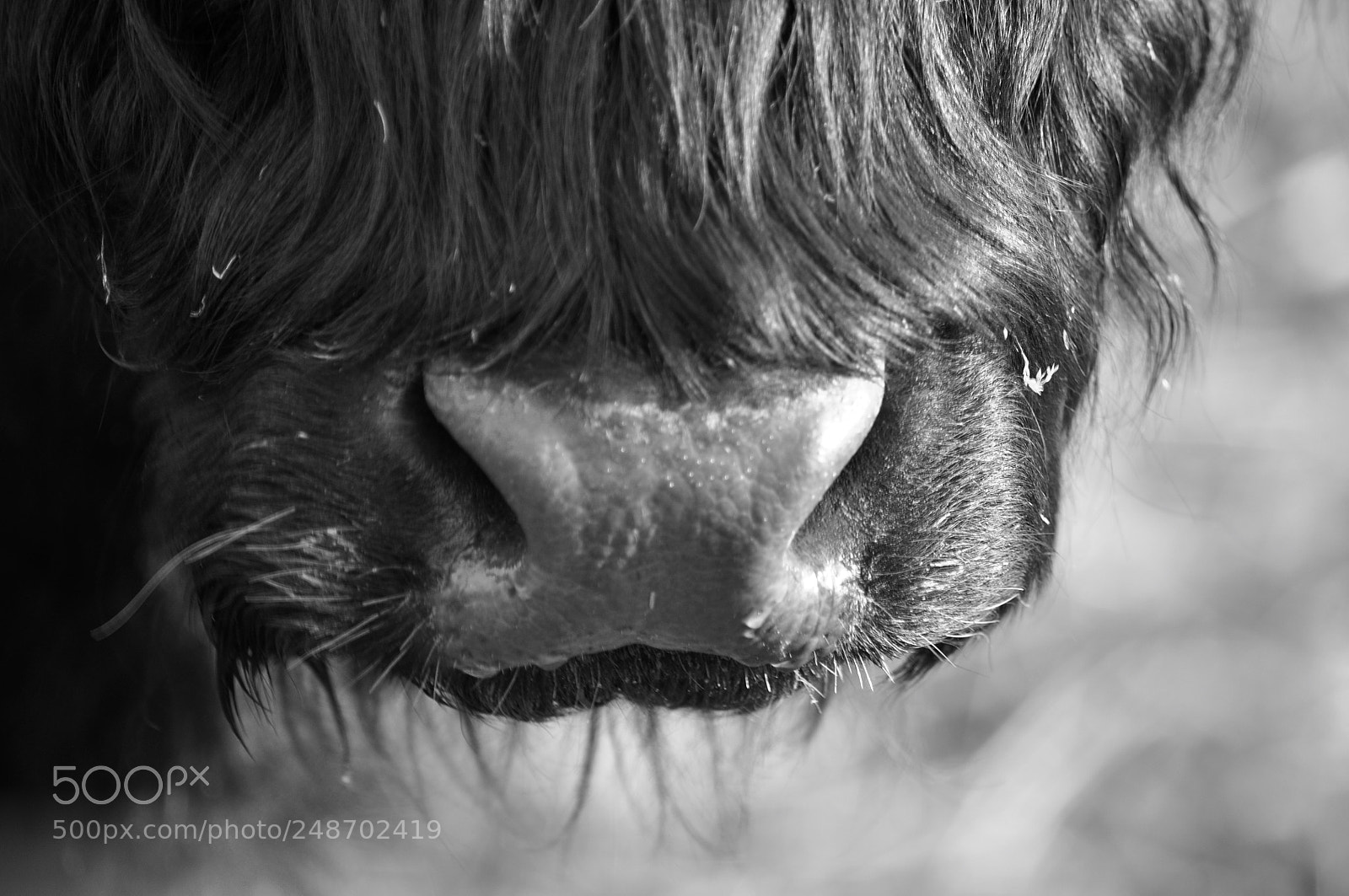 Nikon D5000 sample photo. Highland cow photography