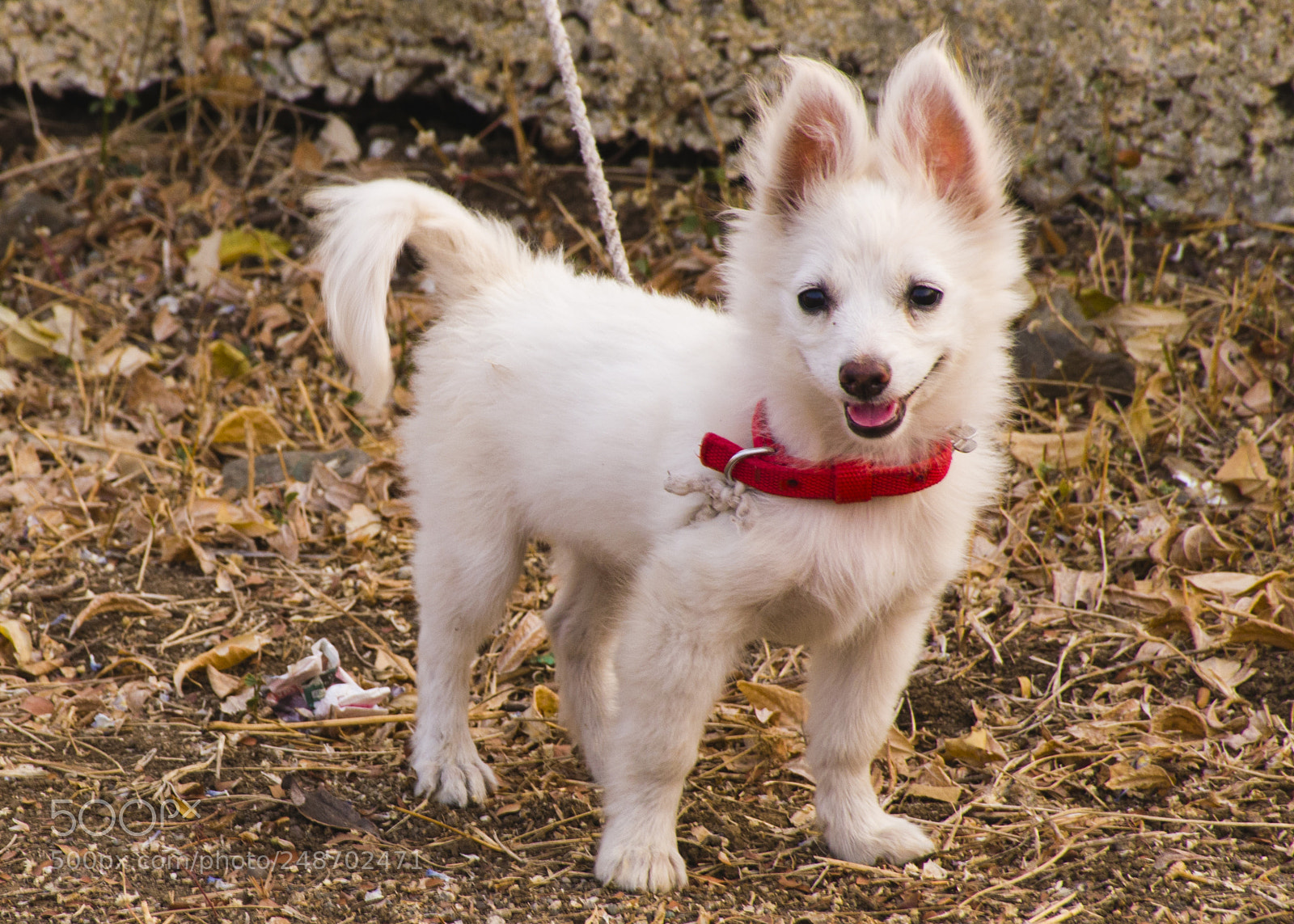Nikon D5300 sample photo. Pomeranian photography