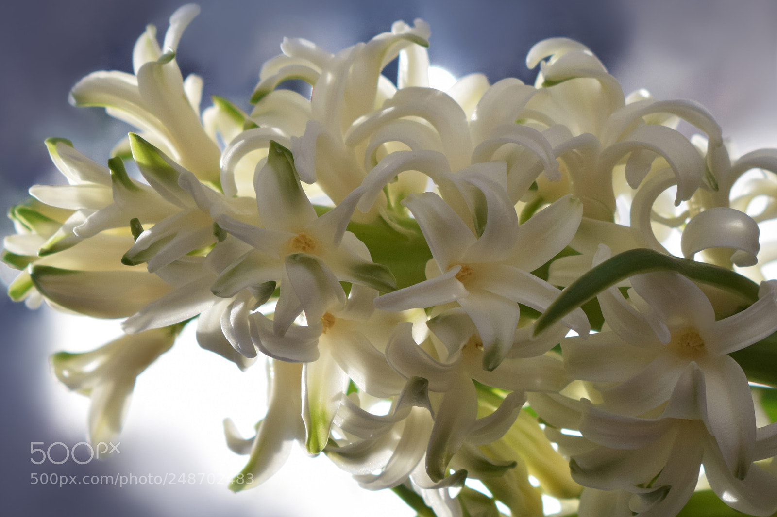 Nikon D5300 sample photo. Garden hyacinth photography