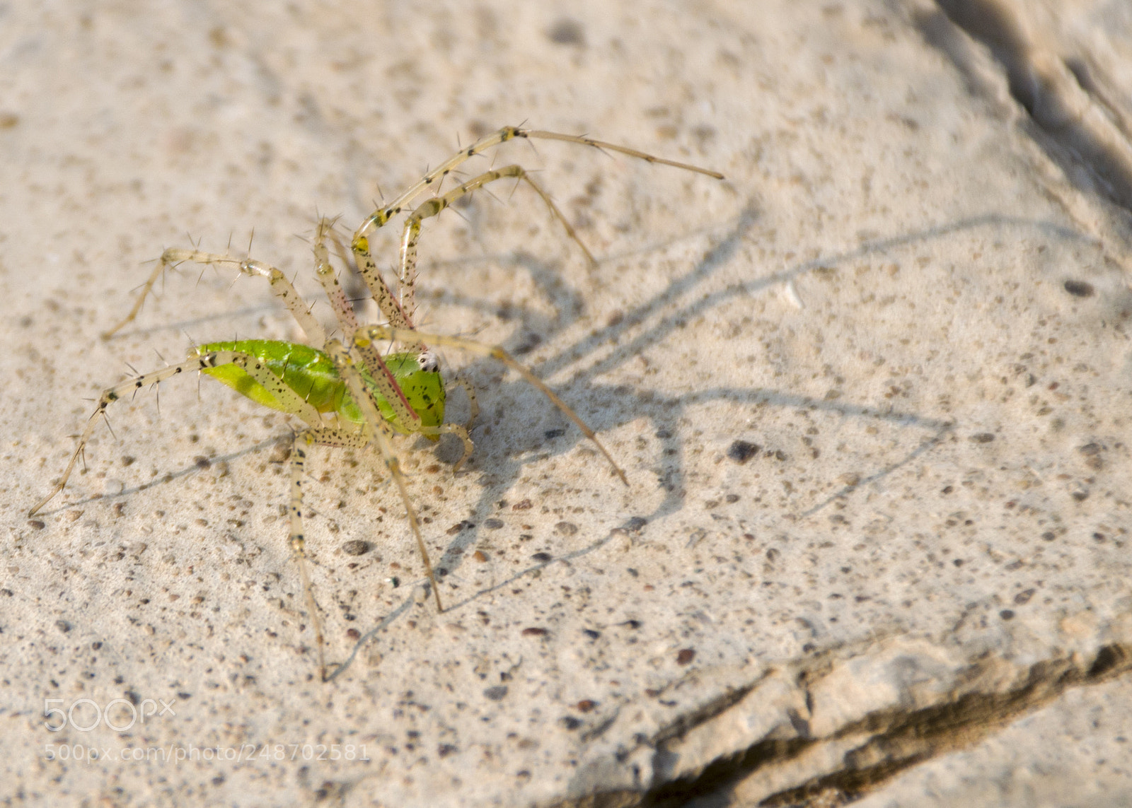 Nikon D5300 sample photo. Green spider photography