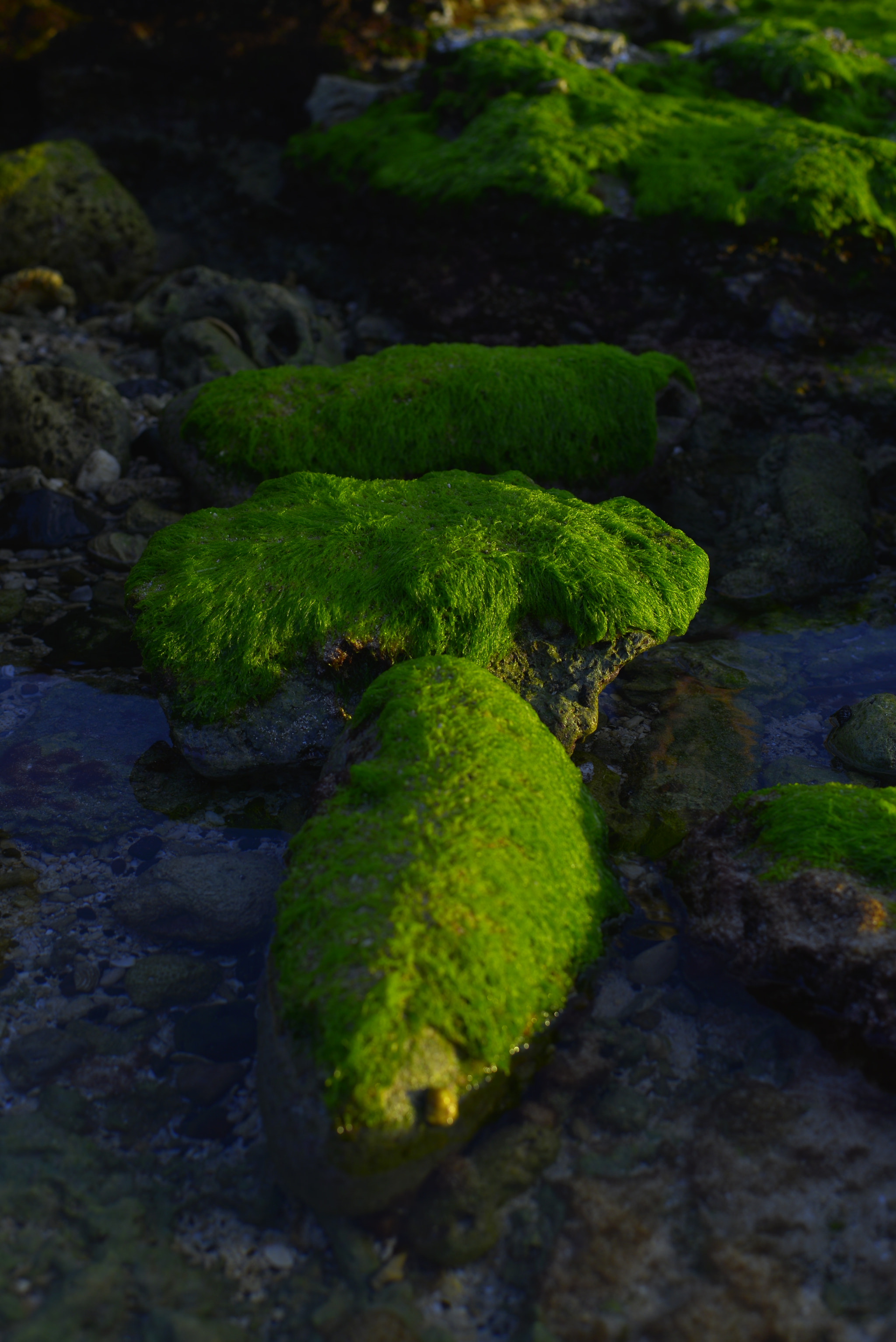 Nikon D610 + Nikon AF-S Nikkor 50mm F1.8G sample photo. Dsc photography