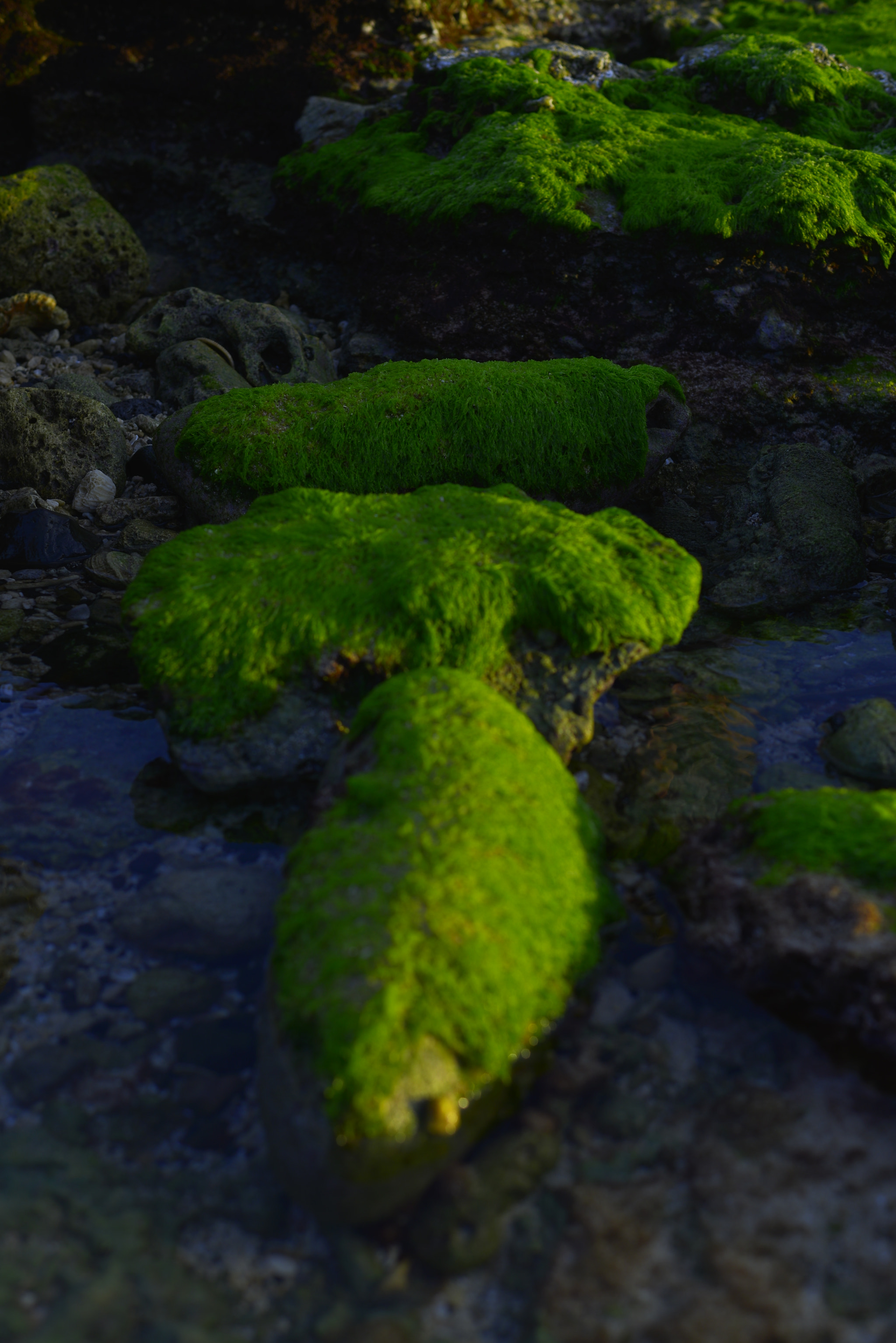 Nikon D610 + Nikon AF-S Nikkor 50mm F1.8G sample photo. Dsc photography