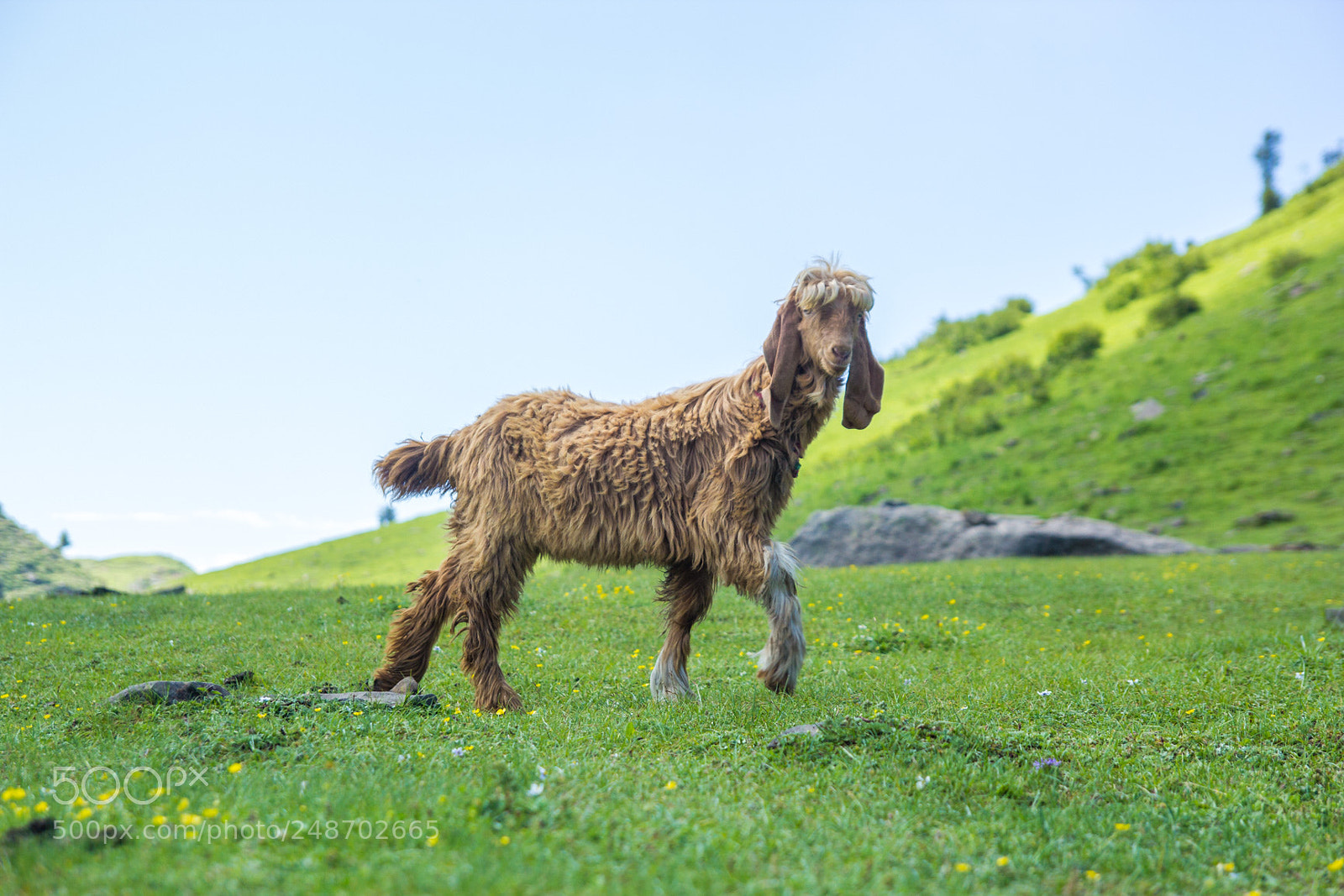 Canon EOS 60D sample photo. A cute little creature photography