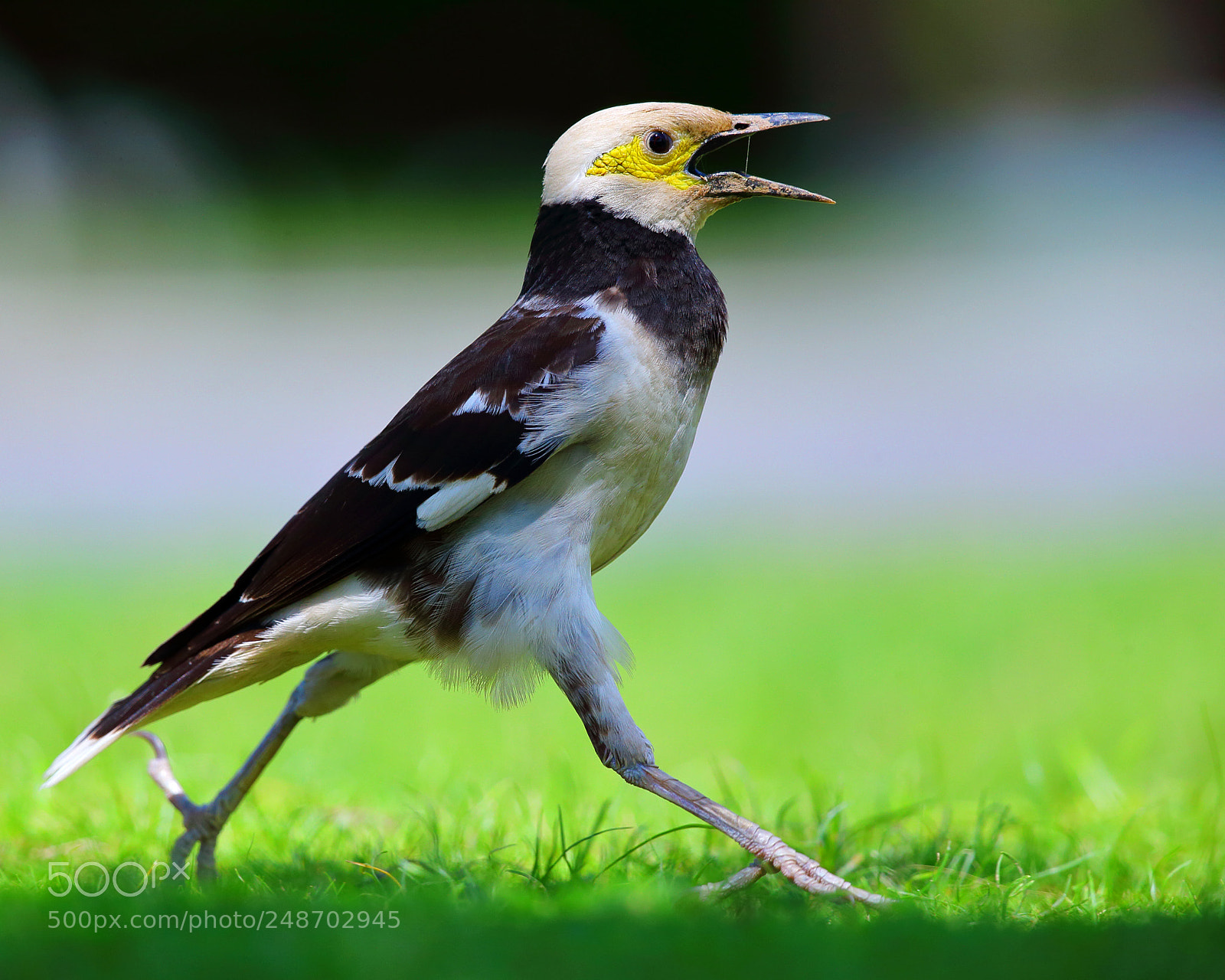 Canon EOS-1D X sample photo. Walking photography