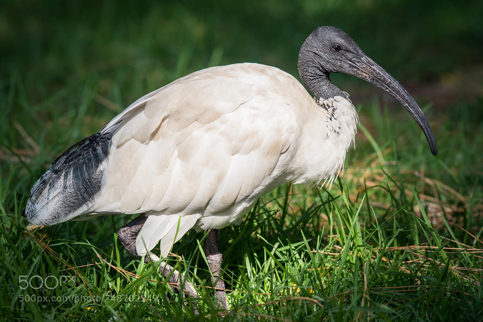 Nikon D600 sample photo. White ibis photography