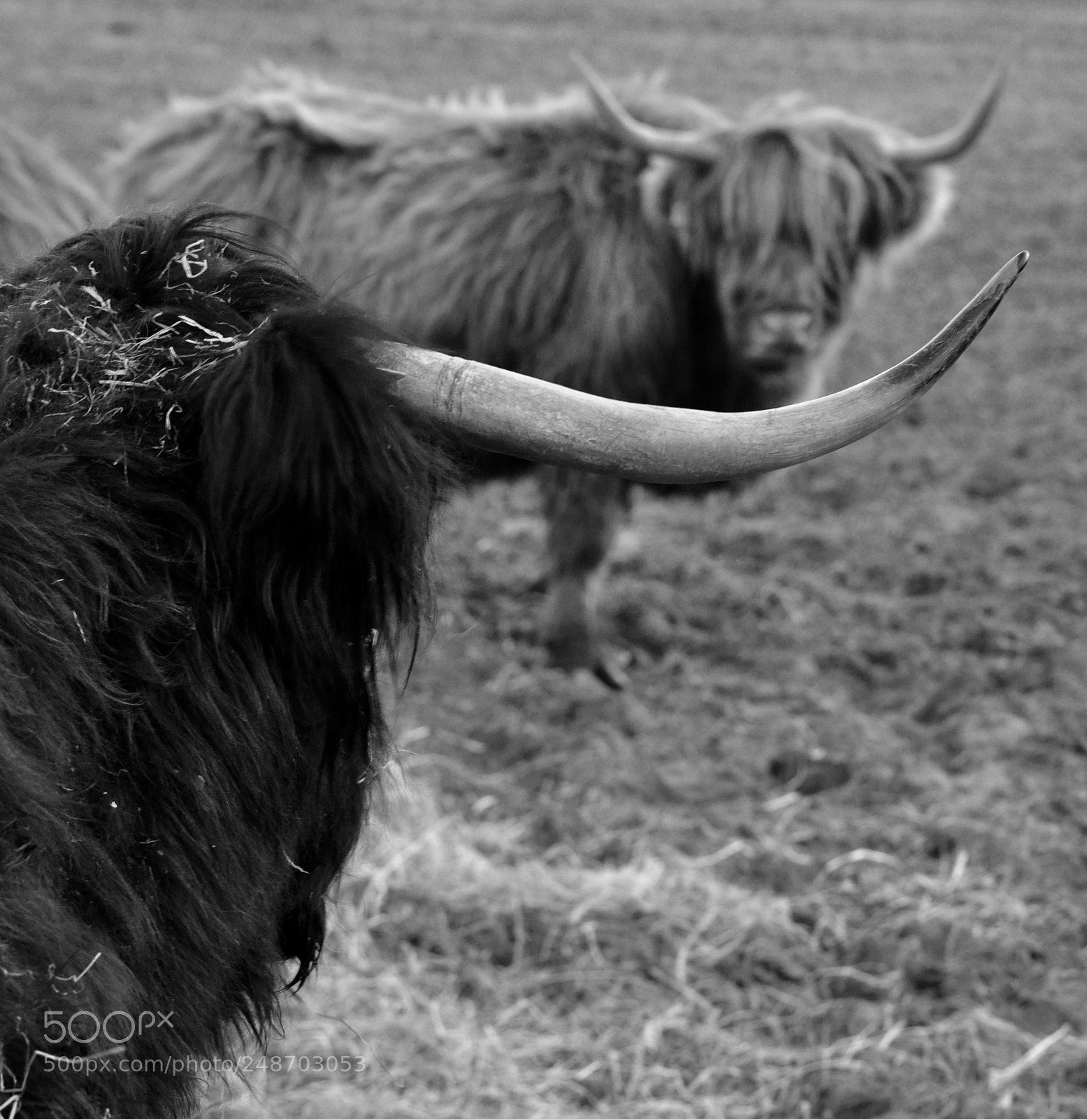 Nikon D5000 sample photo. Highland cows photography