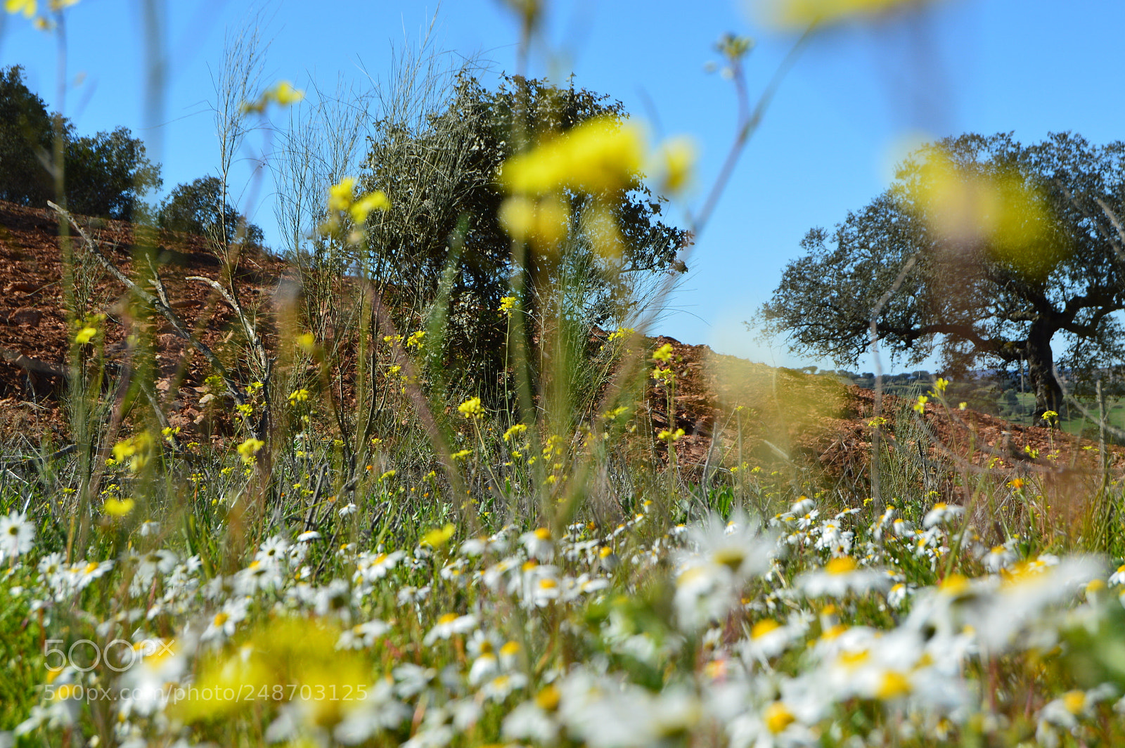 Nikon D3200 sample photo. Paisagem alentejana photography