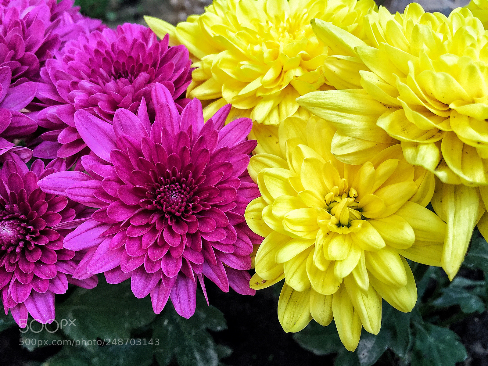 Apple iPhone 6 Plus sample photo. Untitled photography