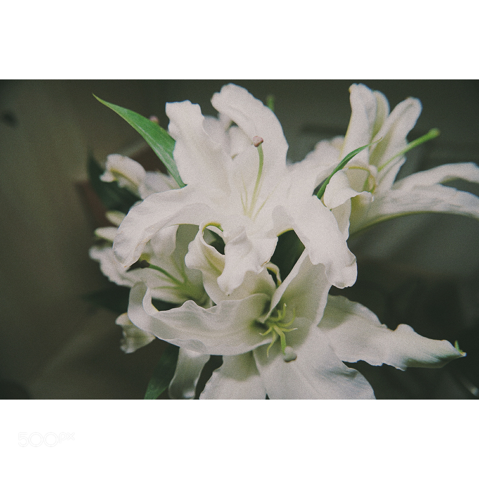 Sony a7 II sample photo. Untitled photography