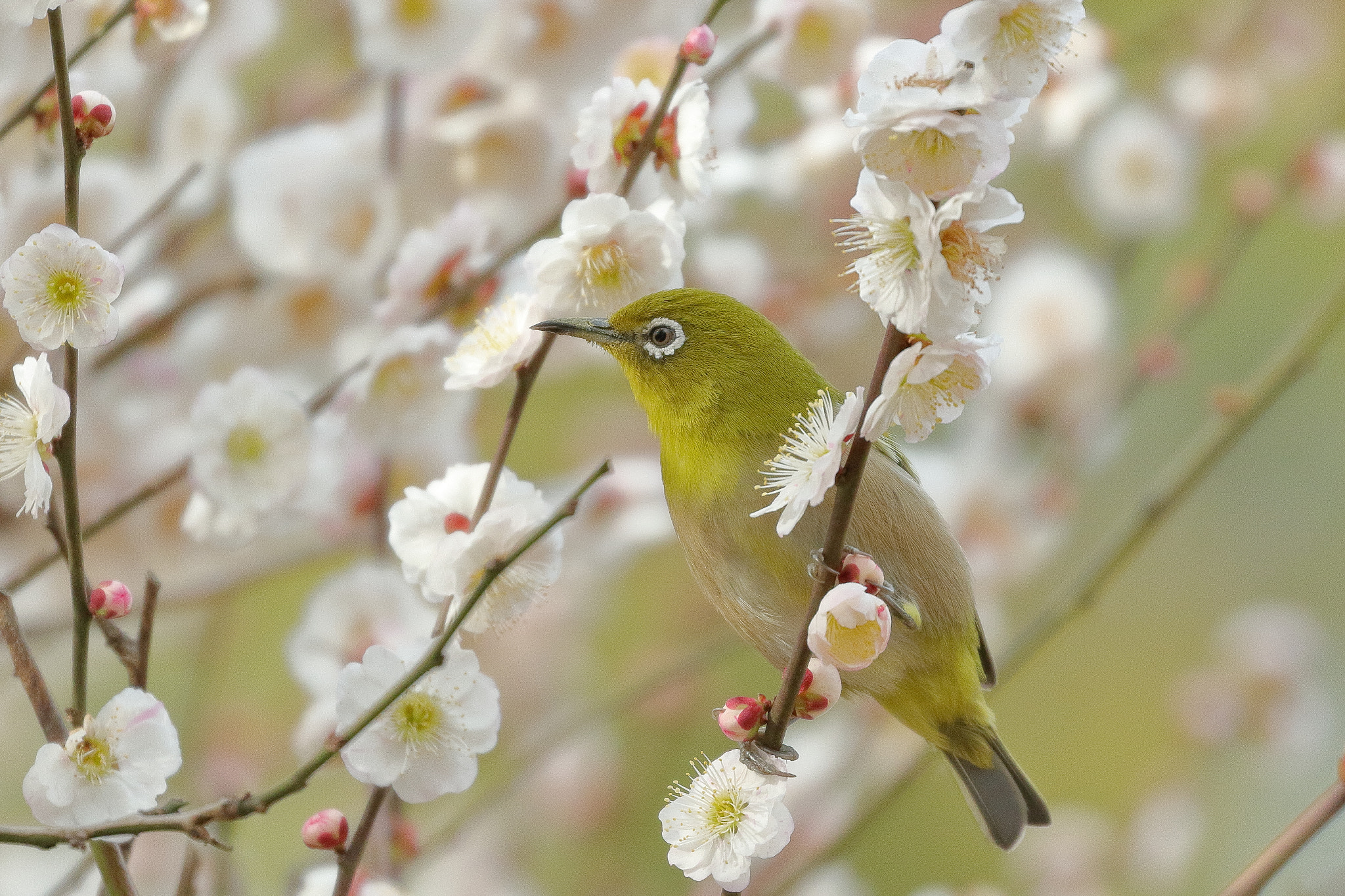 Canon EOS 7D Mark II sample photo. Cute bird with blossom 7i2a8585 photography
