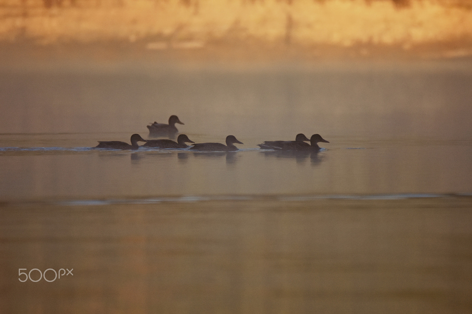 Sigma 150-600mm F5-6.3 DG OS HSM | C sample photo. Foggy morning photography