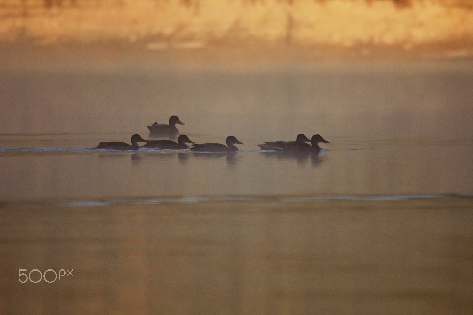 Nikon D7200 + Sigma 150-600mm F5-6.3 DG OS HSM | C sample photo. Foggy morning photography