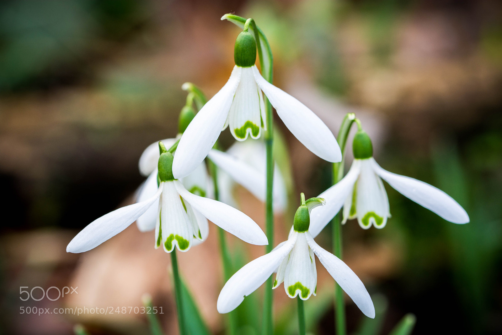 Nikon D7100 sample photo. Perce-neige photography