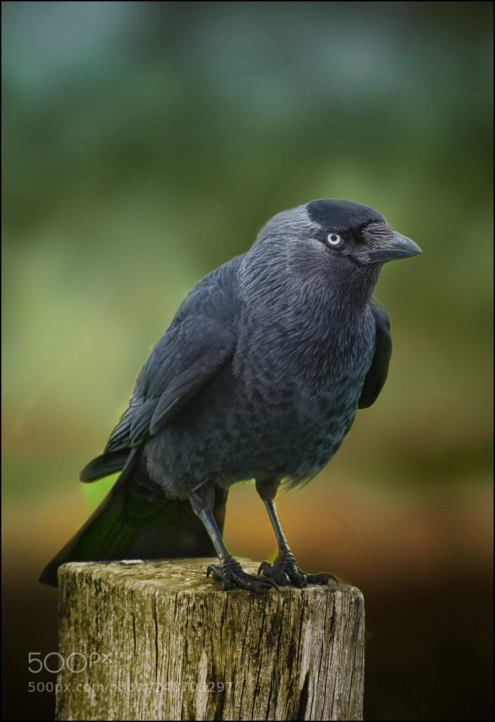 Canon EOS 550D (EOS Rebel T2i / EOS Kiss X4) sample photo. Jackdaw photography
