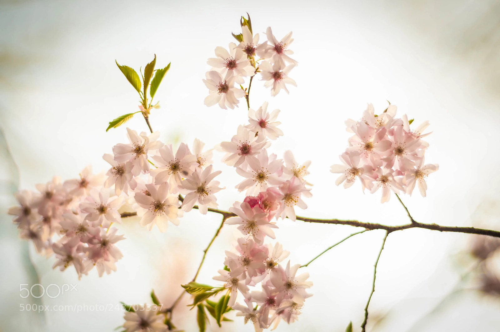 Nikon D90 sample photo. Pink flowers photography