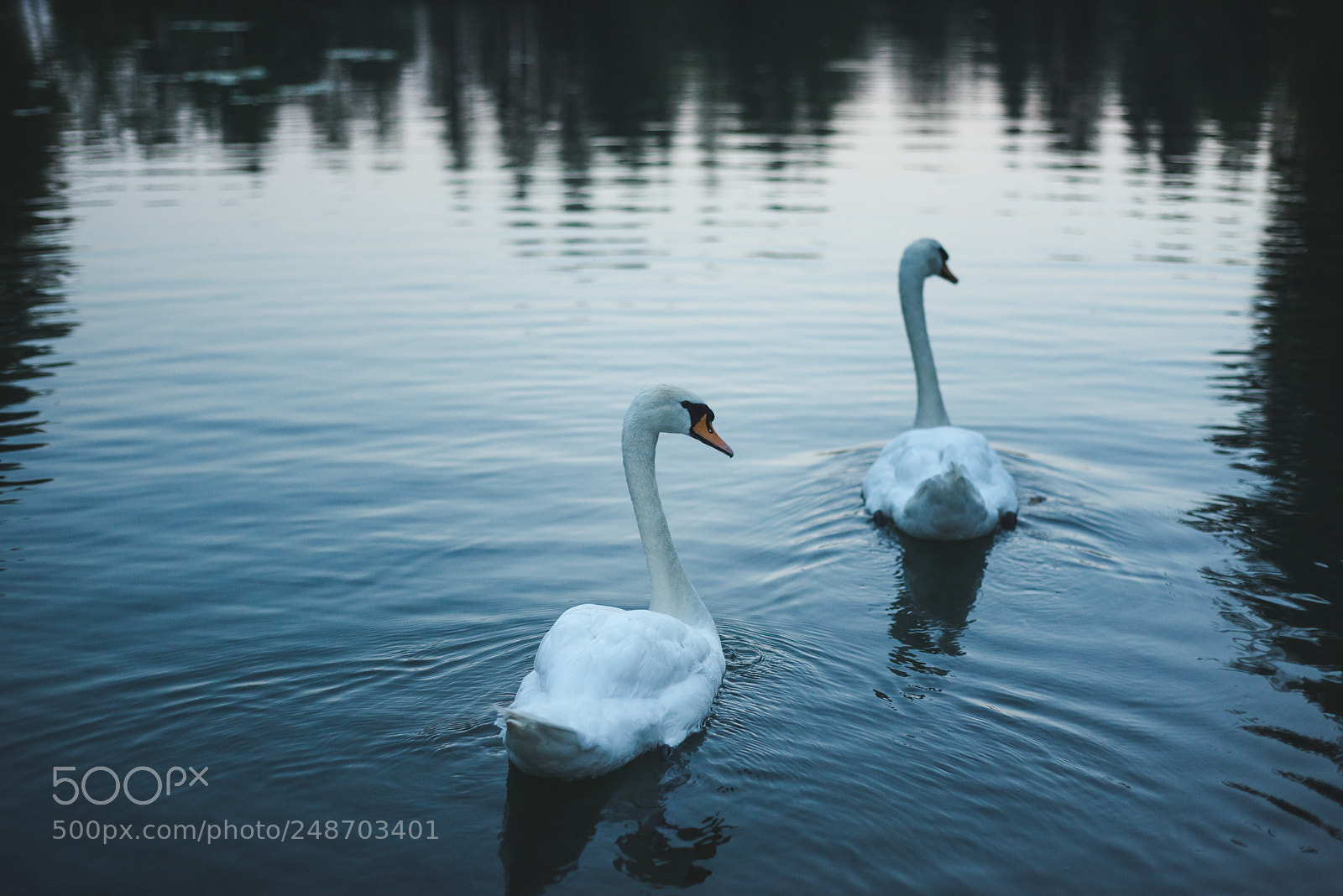 Nikon D800 sample photo. Swan photography