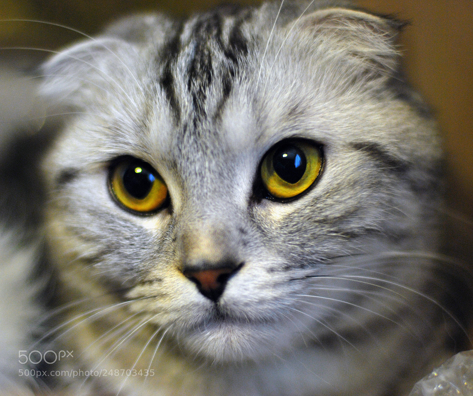 Nikon D60 sample photo. Scottish fold jetta photography