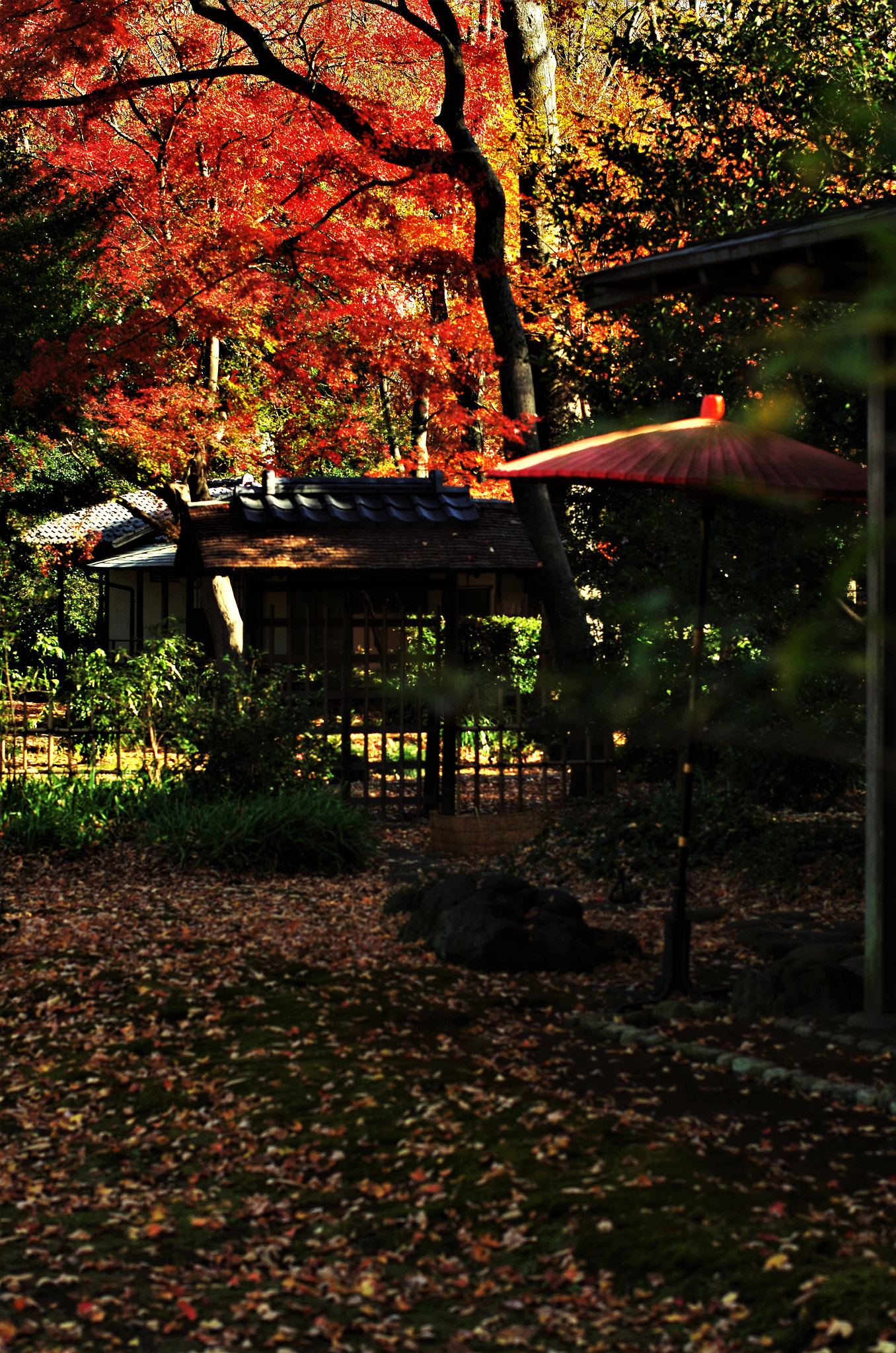 Pentax smc DA* 55mm F1.4 SDM sample photo. Japanese beauty. (autumn) photography