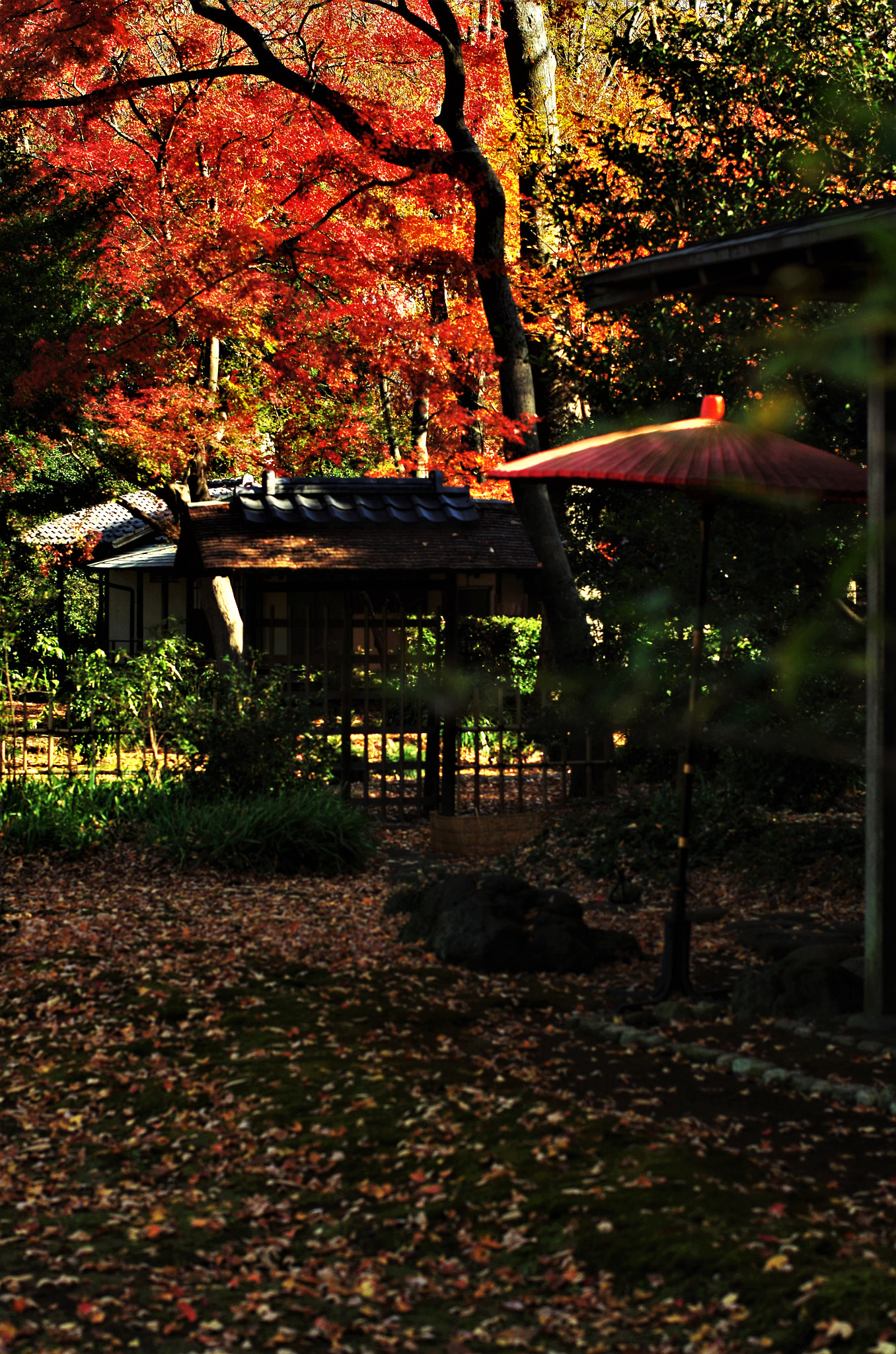 Pentax K-30 + Pentax smc DA* 55mm F1.4 SDM sample photo. Japanese beauty. (autumn) photography