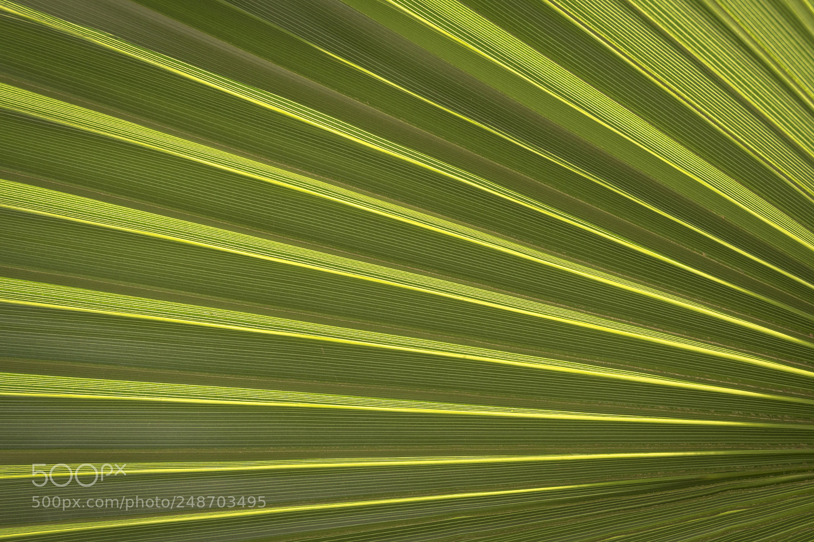 Sony ILCA-77M2 sample photo. Back light on palm photography