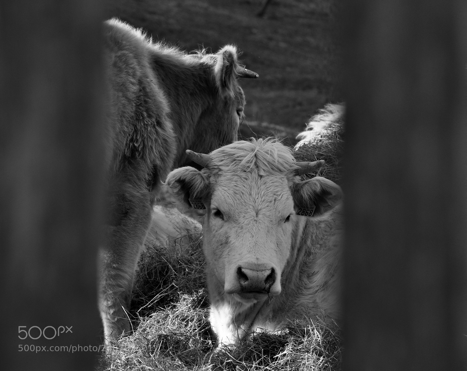 Nikon D5000 sample photo. Through the barrier photography